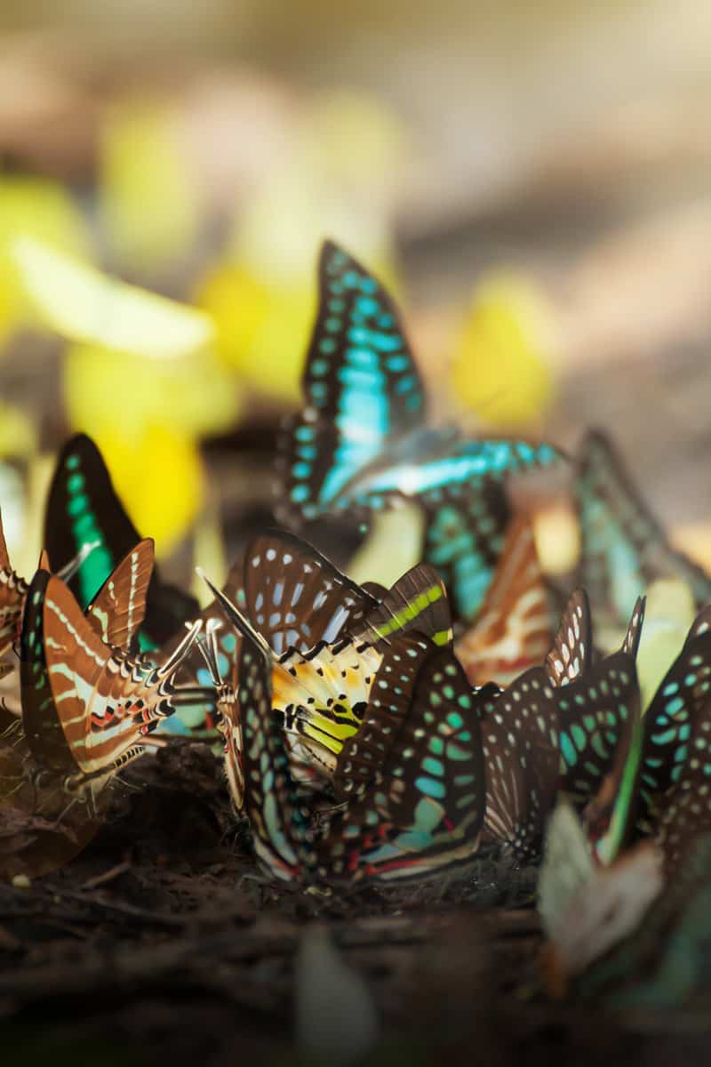 Colourful a swarm of butterflies feeding on salt lick at sunrise