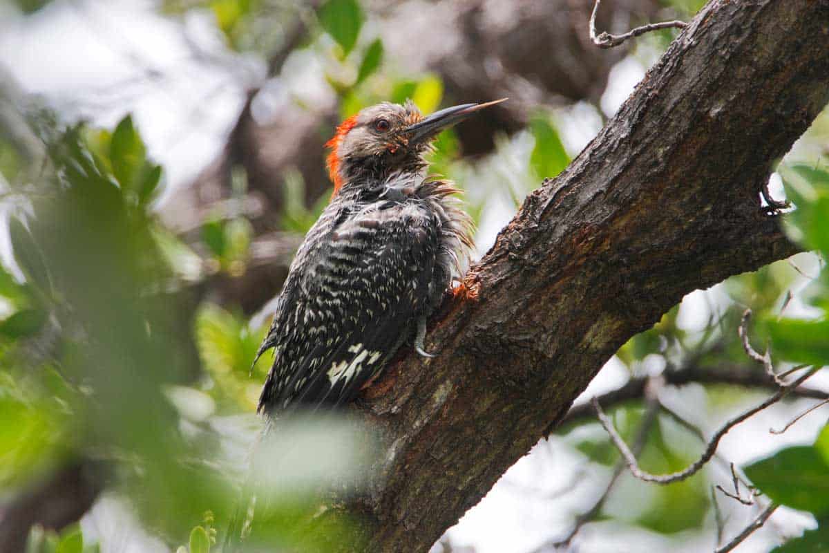 Bird standing in branch at Curry Hammock State Park