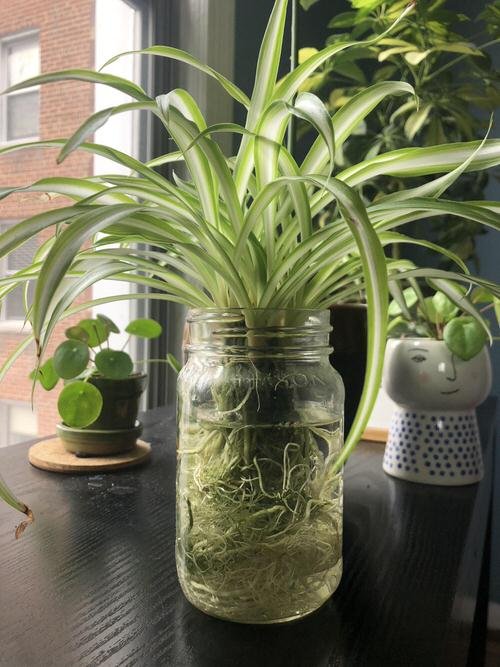 Houseplants that grow better in water than in soil 7