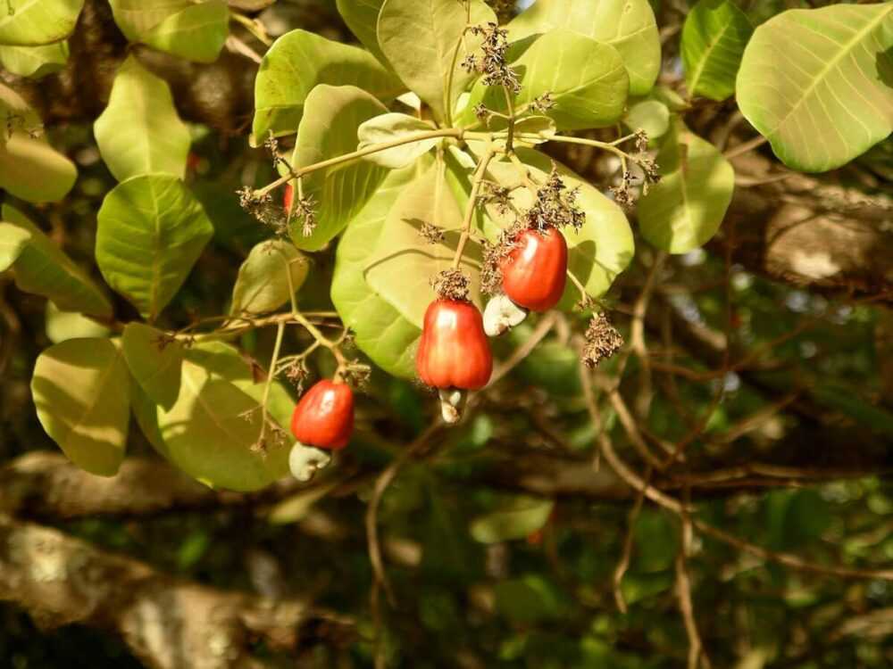 cashew tree