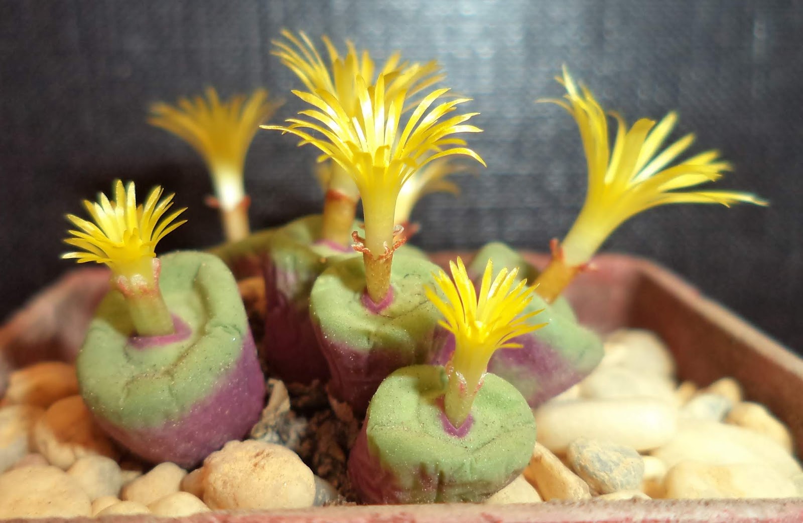 Succulent Sundae: CONOPHYTUM PAGEAE