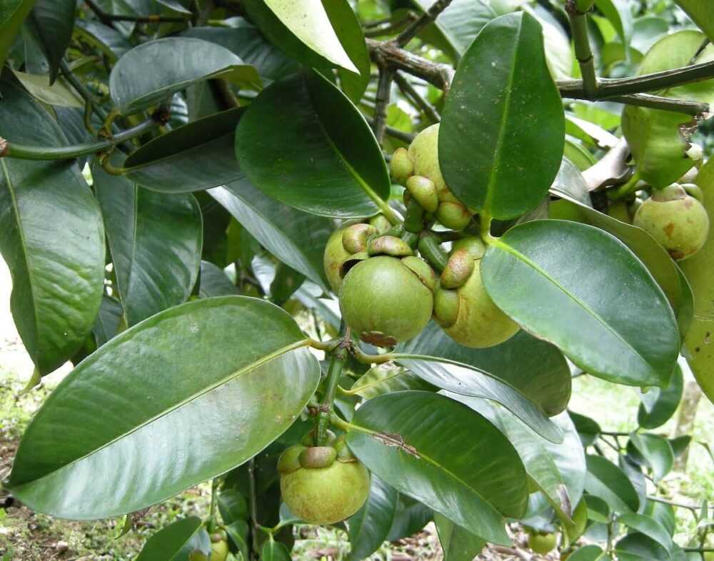 mangosteen