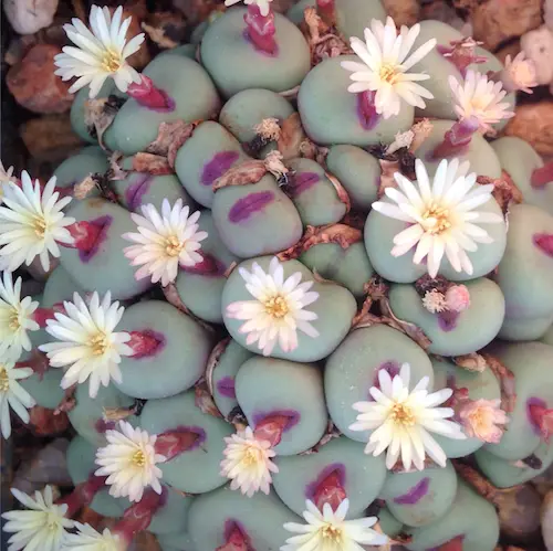 Conophytum Pageae - Spectacular Succulent - Ultra Rare - 5 Seeds | eBay