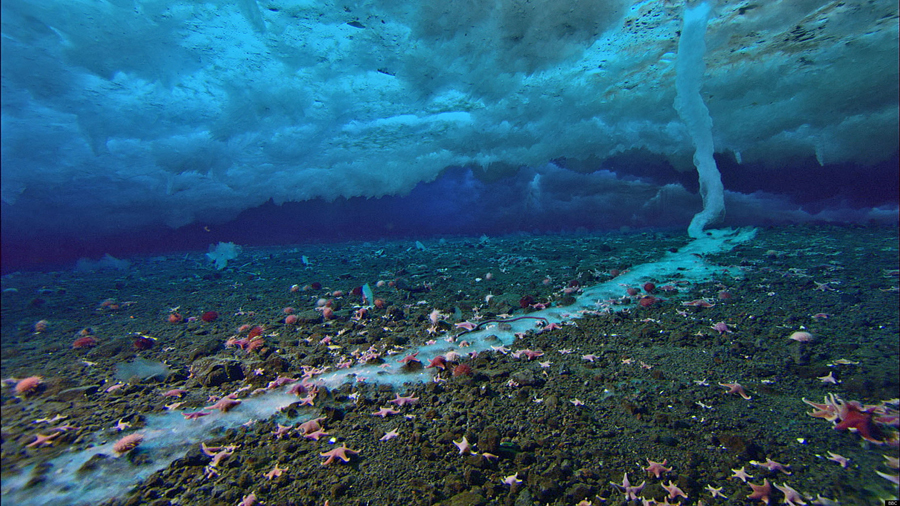 BBC Captures Video In Antarctica Of “Icy Finger Of Death” Forming, Killing  Everything In Its Path