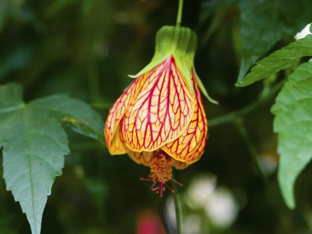 "Abutilón