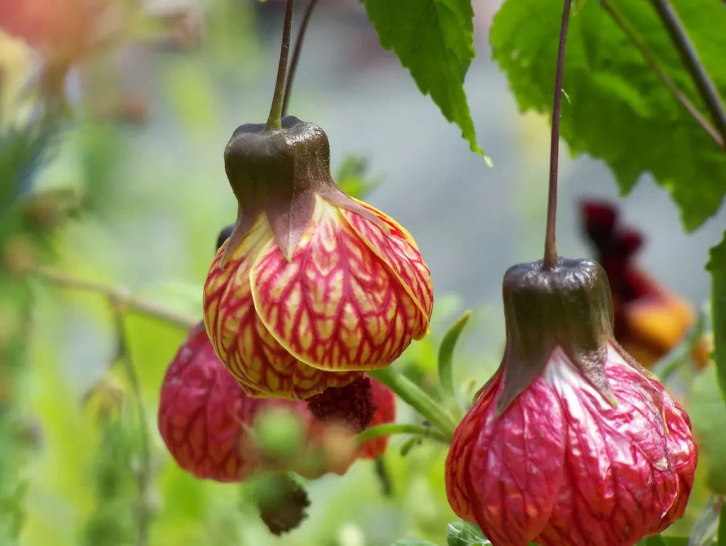 "Abutilón