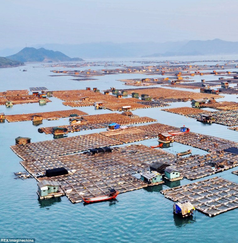 China's Floating Fishing Village