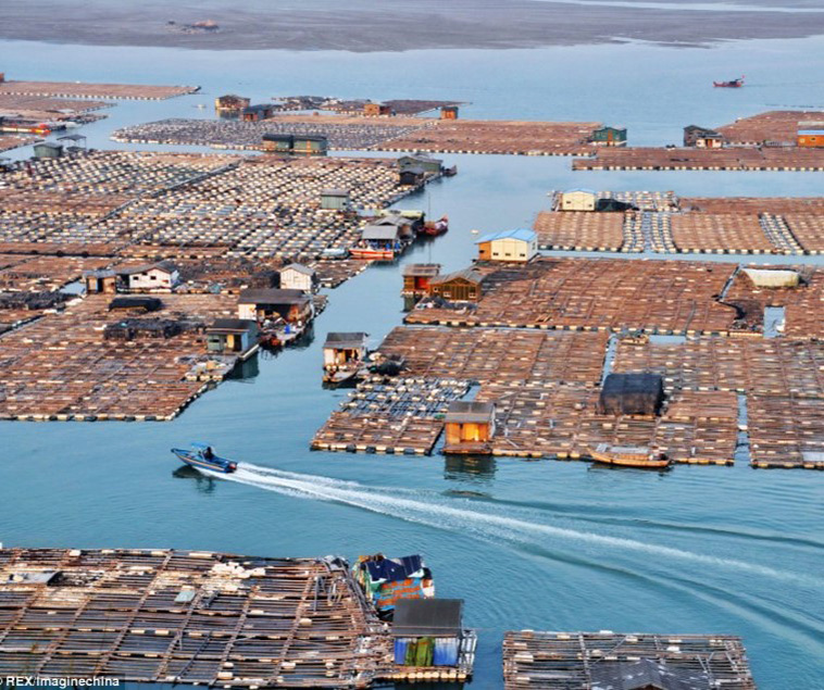 China's Floating Fishing Village