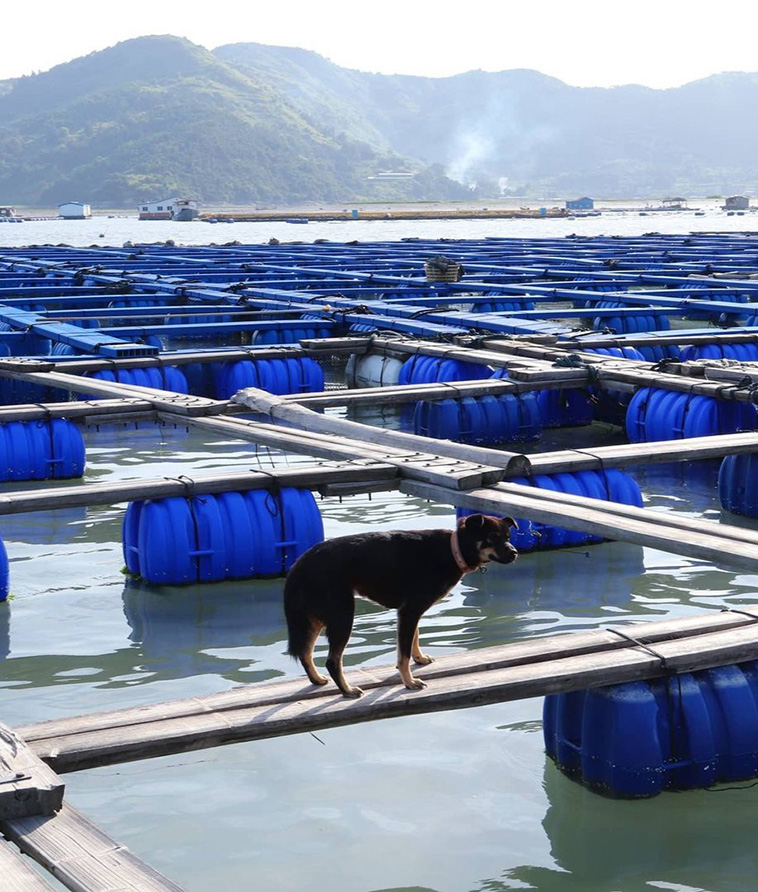 Floating Fishing Village